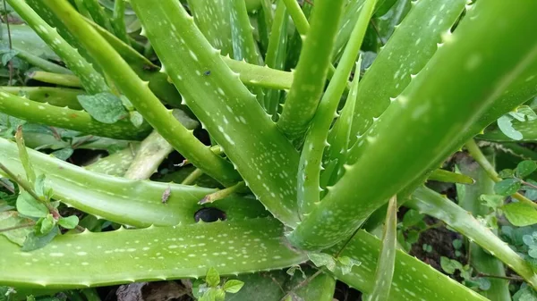 Aloe Vera Species Plant Thick Fleshy Leaves Genus Aloe Plant — 图库照片