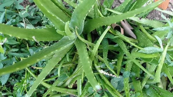 Aloe Vera Species Plant Thick Fleshy Leaves Genus Aloe Plant — Zdjęcie stockowe