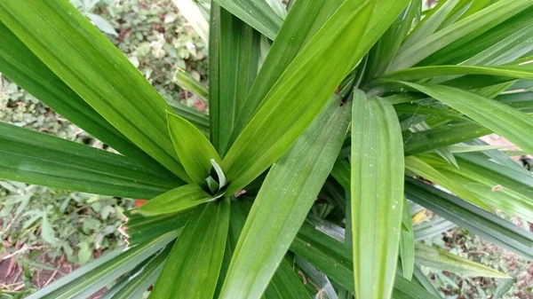 Pandanus Thought Have Come Islands Pacific Ocean Largest Distribution Madagascar — Fotografia de Stock