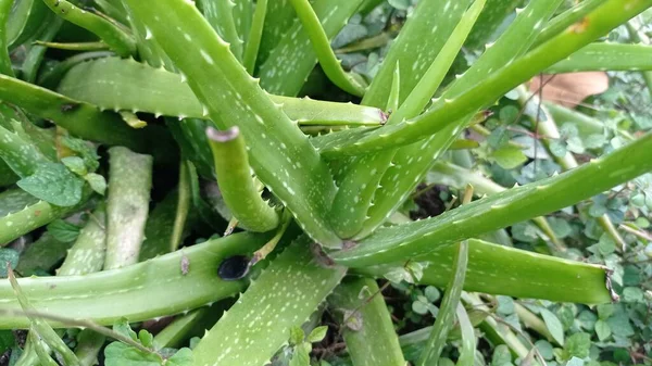 Aloe Vera Species Plant Thick Fleshy Leaves Genus Aloe Plant — Zdjęcie stockowe