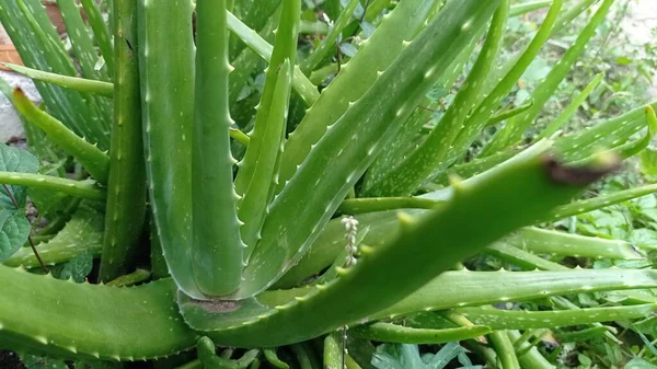 Aloe Vera Species Plant Thick Fleshy Leaves Genus Aloe Plant — Zdjęcie stockowe