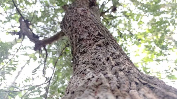 big tamarind tree with blur background