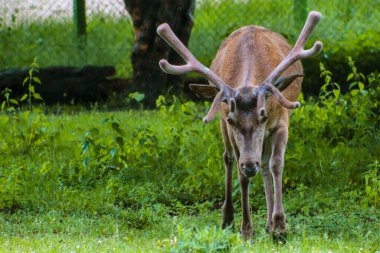 The horned deer are grazing in the meadow and trees, selective focus