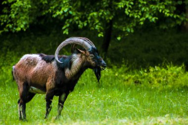 Side view of the goat, the mountain goat is eating grass in the meadow, selective focus, noise effect