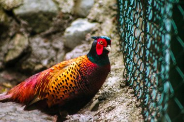 The common pheasant walking alone near fences, selective focus
