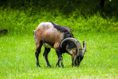 The mountain goat is eating grass in the meadow, selective focus, noise effect