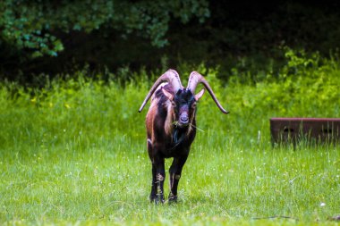 The mountain goat is eating grass in the meadow, selective focus, noise effect