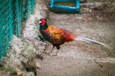The common pheasant walking alone near fences, selective focus