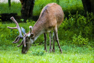 The horned deer are grazing in the meadow and trees, selective focus