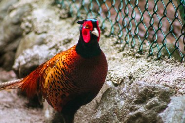 The common pheasant walking alone near fences, selective focus
