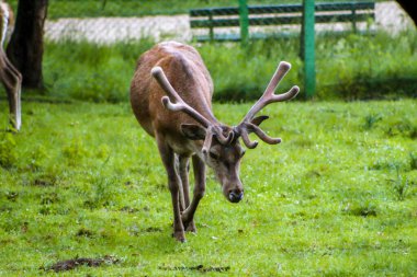 The horned deer are grazing in the meadow and trees, selective focus