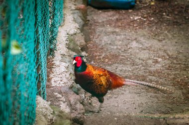 The common pheasant walking alone near fences, selective focus