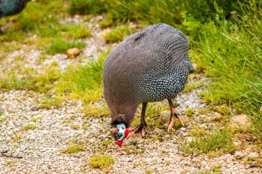 A guineafowl or numididae is looking for bait on a stony road, selective focus