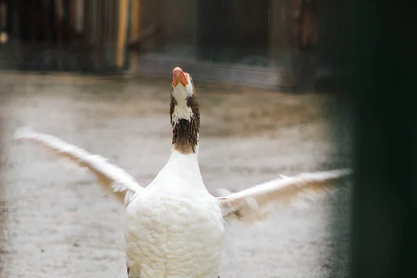 The goose is looking at the sky with its wings spread against the rain, selective focus, noise effect