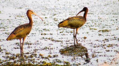 Colorful heron birds walking on the lake, selective focus