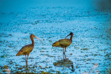 Colorful heron birds walking on the lake, selective focus