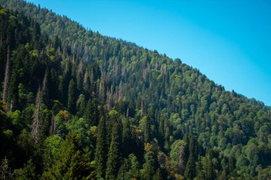 Rize, Türkiye - Eylül 2022: Yeşil orman manzaralı Kackar dağları