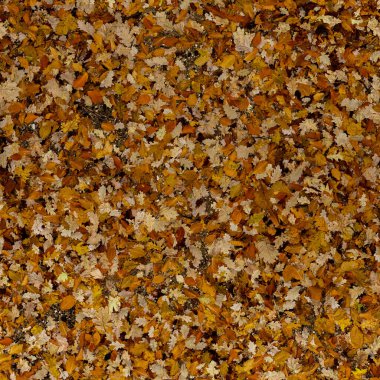 Autumn leaves pattern texture