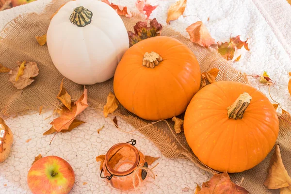 Naturaleza Muerta Otoño Con Calabazas Calabaza Hojas Semillas Flores Secas — Foto de Stock