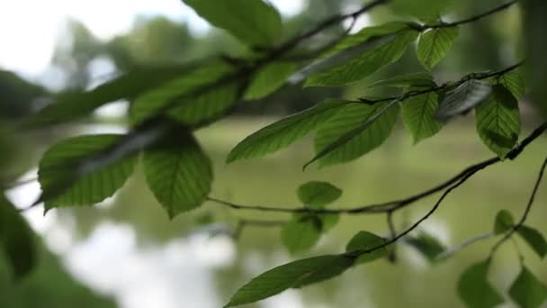 Зелене Листя Дерево Фоні Озера — стокове відео