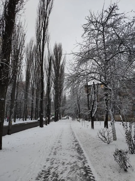 Snöig Boulevard Staden Vintern — Stockfoto
