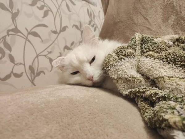 Eine Weiße Katze Liegt Unter Der Decke Zimmer — Stockfoto