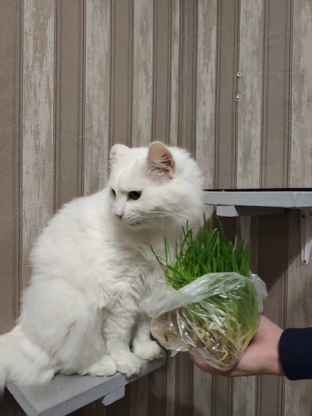 白色绒毛猫在家里吃绿草 — 图库照片