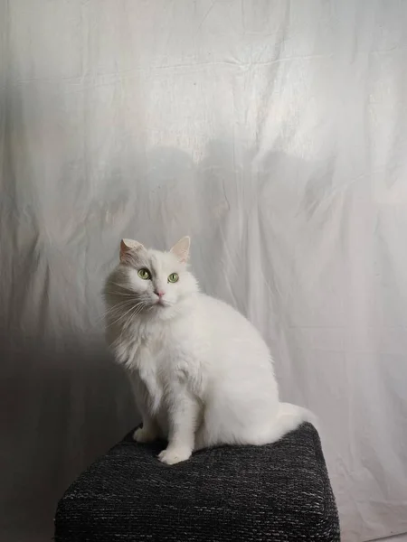 Een Witte Kat Achtergrond Van Een Wit Gordijn — Stockfoto