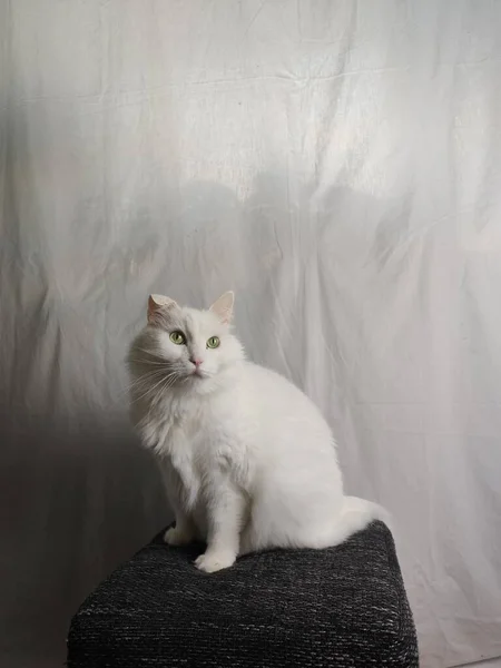 Chat Blanc Sur Fond Rideau Blanc — Photo