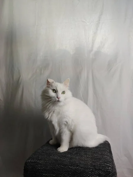 Bílá Kočka Pozadí Bílé Opony — Stock fotografie