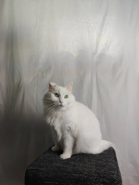 Chat Blanc Sur Fond Rideau Blanc — Photo