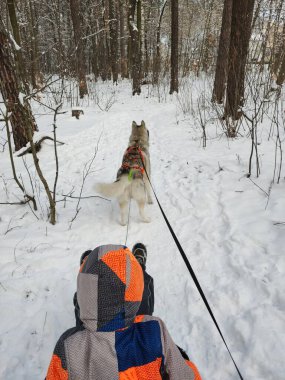 Karlı bir ormanda çocuklarla birlikte Sibiryalı bir kurt.
