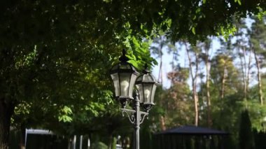 Deniz altı deniz yosunları arka plan ekran koruyucusu