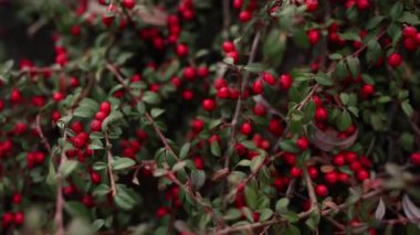 Sonbaharda bahçede kırmızı böğürtlen çalısı