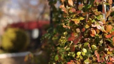 Sarı ve kırmızı renkte güzel sonbahar yaprakları