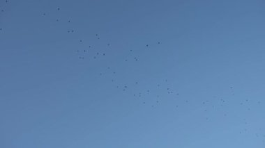 Mavi gökyüzünde uçan kuş sürüsü
