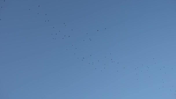 青い空を飛ぶ鳥の群れ — ストック動画