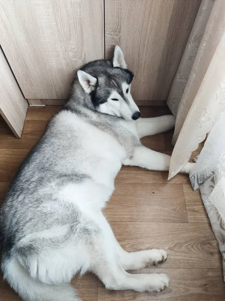 Husky Sibérien Trouve Près Placard Dans Chambre — Photo