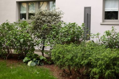 Büyük, güzel bir evin yakınındaki ağaçlar ve çalılar.