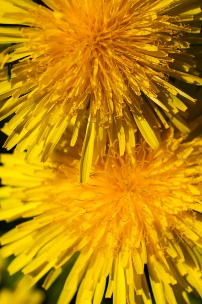 Big Beautiful Yellow Dandelions Spring Summer Macro Background — Stok fotoğraf