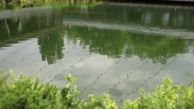 Yazın yeşil çimlerle parktaki su kütlesi