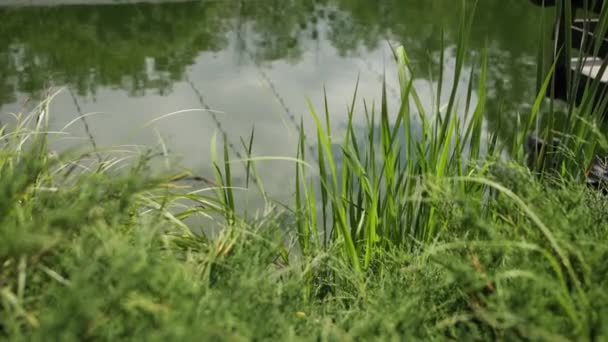 Corpo Água Parque Verão Com Grama Verde — Vídeo de Stock
