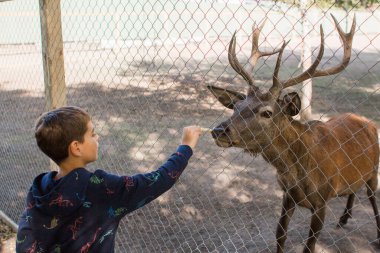 Küçük bir çocuk çitin üzerinden geyik besliyor.