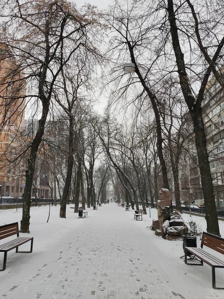 a winter snowy boulevard in the city center of europe