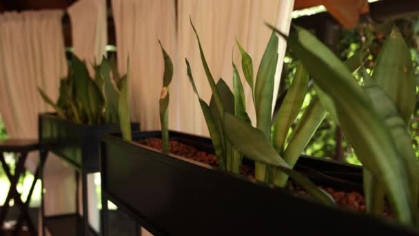 Φυτό Μια Μεγάλη Κατσαρόλα Στη Βεράντα Του Εστιατορίου Ιδιωτική Βεράντα — Αρχείο Βίντεο