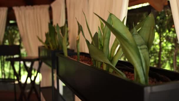Plant Long Pot Terrace Restaurant Private House Courtyard Terrace — Videoclip de stoc