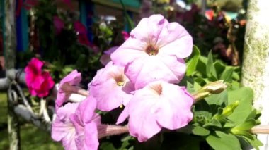 / / DESCRIPTION / / Beautiful Pembe flower in garden footage / / WHATS INSIDE / / / Mp4 file 1920x1080 pxTeşekkürler