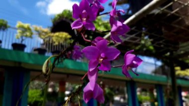 / / DESCRIPTION / / Beautiful Pembe flower in the garden / / WHATS INSIDE / / / Mp4 file 1920x1080 pxTeşekkürler