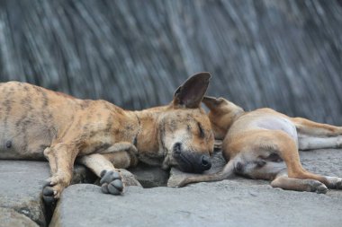 Köpek kayanın üstünde uyuyor.