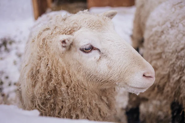 Sheep in snowy winter farm. Animal farm life. Cod snowy winter — Stock Photo, Image